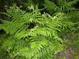 images?qtbnANd9GcQhahvIzfJgHffDrawd0Hy lKY5wuRSxsSvM7Z38MnEoHwIQ823HA