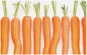 Vitamin Basics: Beta-