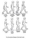<b>Gait</b>