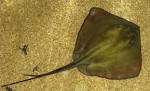 File:Dasyatis pastinaca01.jpg