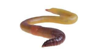 external image images?q=tbn:ANd9GcQhwK4gx1I4oUx3U4dc_1eDT7w9xewqbBKzINuB2Xv1ArO92D0&t=1&usg=__8PNB8e7TbsdyHVyW0tZQhkxJLM4=