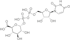 File:UDP glucuronic acid.png - Wikipedia, the free encyclopedia