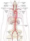 Thoracoabdominal <b>Aorta</b>