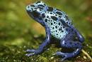 210-mln-yr-old amphibian had bizarre feeding pattern | TopNews