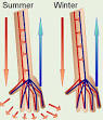 Circulatory System