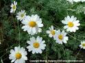 <b>Anthemis</b> punctata subsp.