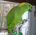 Yellow-naped Amazon, Amazona auropalliata, Golden Yellow-naped Amazon