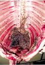 So, why do you feed your loved pet kangaroo meat?
