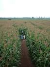 Red House Farm, The Maize Maze - via Daymix