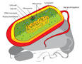Cell (biology) - New World Encyclopedia
