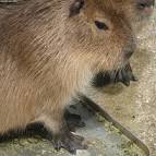 カピバラ（Capybara） Hydrochoerus hydrochaeris (Linnaeus, 1766) - via Daymix