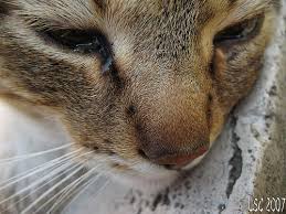 Cat Conjunctivitis
