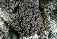 Image result for Staurothele brouardii
