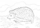 Hedgehog coloring page