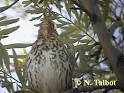 Birds of the Bible     Singing in the Trees    Lees Birdwatching