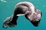 Pics For > Frilled Shark