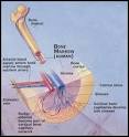 What Are the Components of the Immune System?