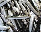 Mackerel, Cape horse - Midwater Trawl : SEAFOOD DATABASE : WWF SASSI