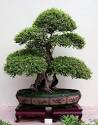 How to make your own Bonsai « Gorkarriaga