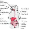 alimentary canal - definition of alimentary canal in the Medical ...