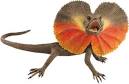 Frilled dragon flashed cape if upset « Nature's Crusaders