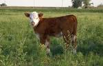 http://ithinkthereforeierr.files.wordpress.com/2007/06/calf.jpg