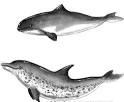 Wonderopolis » Blog Archive » How Are Dolphins and Porpoises ...