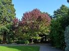 Liquid Amber tree, Belle Vue - via Daymix