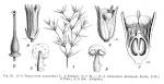 File:<b>Loganiaceae</b> spp EP-IV2-025.png - Wikimedia Commons