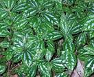 Taxon: <b>Urticaceae</b>