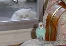 cat and parrot