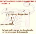 <b>lussazione</b> scapolo-omerale