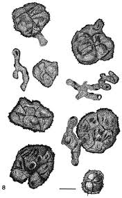 Résultat de recherche d'images pour "Piricauda caribensis"