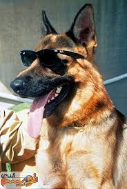 Bildergebnis für ‫سگ واقی وکربه واقی‬‎