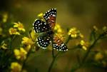 Lange metal mark butterfly - via Daymix