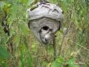 Baldfaced Hornets