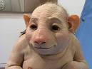 SWINE FLU CONFERENCE