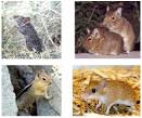 Laura Smale Laboratory - Research: Evolution of Diurnality