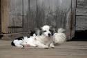 http://img.ehowcdn.com/article-new/ehow/images/a05/p7/ej/make-pet-beds-toys-800x800.jpg