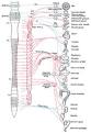 Parasympathetic nervous system - Wikipedia, the free encyclopedia