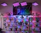 LED Grow Lights Save Money and Power – Led Grow Light