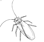Cockroach coloring page