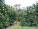 Satsumas - Louisiana Grown Satsuma Oranges