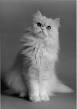 Persian (cat) - Wikipedia, the free encyclopedia