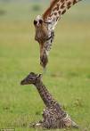 Giraffe gives birth to calf at Kenya's Masai Mara | Mail Online