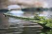 Gharial - Wikipedia, the free encyclopedia