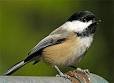 Black-capped Chickadee, Identification, All About Birds - Cornell ...