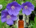 Geranium Oil,Pelargonium Odorantissimum Oil,Geranium Essential Oil ...