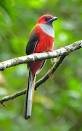 FIELD GUIDES BIRDING TOURS: Borneo