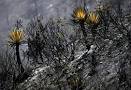 Arizona wildfires - Ahwatukee Foothills News: Valley And State